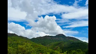 Annual Butterfly Migration Underway in Tamil Nadu Amid Northeast Monsoon