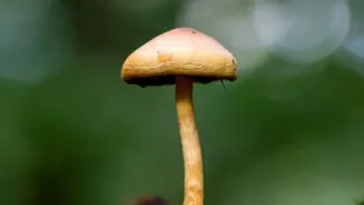 Mushroom Safety Guide For Indian Homes During Monsoon