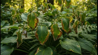 Plants Need Rain Protection, Not More Fuss