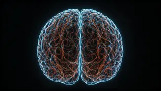 Understanding Brain Aneurysms: Risks and Prevention