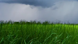 India's Monsoon May Weaken: Possible Effects On Crops And Prices