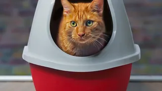 A Litter Setup Needs Privacy, Cleanliness and Easy Access