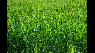 Tamil Nadu Agriculture Budget 2026-27: Key Announcements and Initiatives