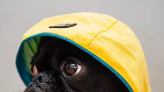 Rainy-Season Pet Care Means Managing Moisture, Mud And Parasites Without Overcomplicating Routines