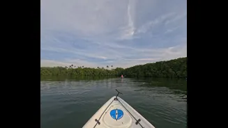 Exploring Mangroves in India: A Guide to Unique Ecosystems