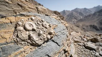 How Subathu Marine Link Shapes The 38-Million-Year-Old Marine Fossils Found In Ladakh Story
