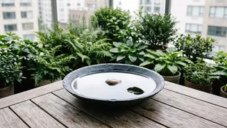 A Wildlife-Friendly Balcony Needs More Than Flowers, With Food, Water And Safe Spaces Also Important