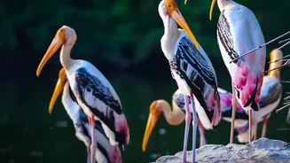 Inside IRCTC Wildlife Tours From Mumbai: Five-Day Nature Travel Without Self-Planned Routes