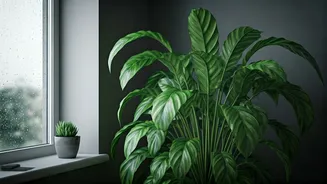 Gloomy Monsoon Days Need Fresh Plant Energy