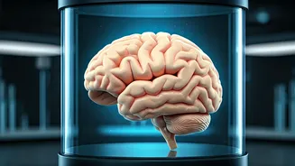 Unveiling the Human Brain: Weight, Size, and Beyond