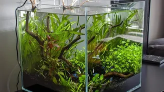 Aquariums can make your workspace more welcoming