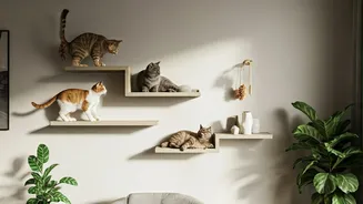 Cat Parents Maximize Vertical Air Real Estate Using Shelves