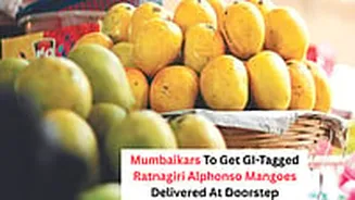 Good News! Mumbaikars To Get GI-Tagged Ratnagiri Alphonso Mangoes Delivered At Doorstep; Know How