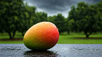 India's Mangoes: Facing Unseasonal Rainfall Challenges
