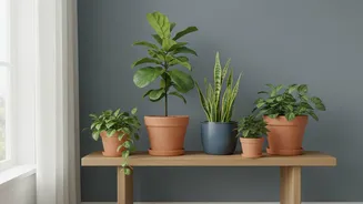 Clear Plans For Window Direction Help Organise Houseplant Shopping