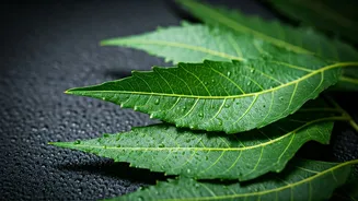 Neem's Acne-Fighting Secrets: Ayurveda's Gift