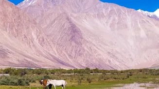 Controlled Routes Could Make Ladakh Wildlife Tourism More Responsible