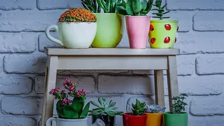 Rotating Indoor Plant Pots Does Not Fix Inadequate Light Or Poor Watering