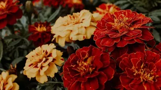 Why Gardeners Love Planting Chrysanthemums And Marigolds In October For Fragrant Indian Autumn Views