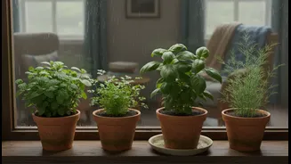 Windowsill herb garden project highlights 4 aromatic greens that love monsoon indoor shade