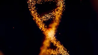 Genes Change Their Regulation As Dogs Grow Older: DNA Study On Why Large Dogs Age Faster In Focus