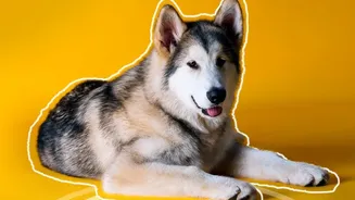 Urban Dog Parks Set Rules: Managing Pack Dynamics To Limit Apartment Noise