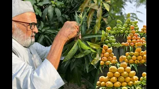 Who Is India’s Mango Man? Genius Who Grows Over 300 Mango Varieties On One Ancient Tree
