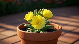 Container Gardening Success: Cultivating Radiant Evening Primrose on Your Patio