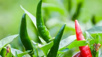 Inside Growing Thai Chillies In Pots: Container Size And Spacing Matter