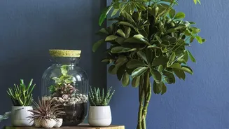 Rainy Season Care Tips For Thriving Indoor Houseplants