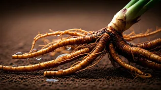 Ancient Vetiver Root Water Is the Ultimate Wellness Trend Now
