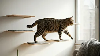 Vertical Wall Bridges Save Flat Living Indoor Feline Minds