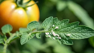 Weekly Organic Neem Sprays Save Balcony Tomatoes From Deadly Whiteflies