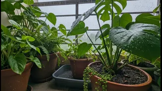 Monsoon Plant Parents Should Prune, Drain And Rotate Their Pots Regularly
