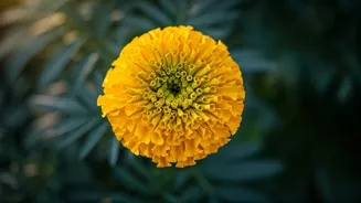 Hanuman Jayanti 2026: 50+ Heartfelt Wishes & Blessings for Family & Friends