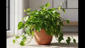 Growing Plants In The Summer? Follow These 5 Tips To Have Green Foliage All Season Long
