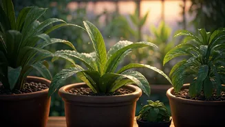 Terrace Garden Care Has Entered Mosquito Season