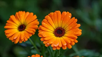 Rainy Months Are Marigold's Main Character Season