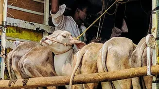 What directions did SC give for cattle on roads, highways