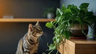 Pothos Danger Exploded Across Active Cat Lover Online Feeds