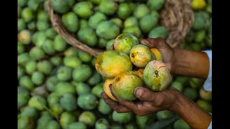 After Japan, Nepal Halts Indian Mango Imports, Cites Pesticide Residue Concerns