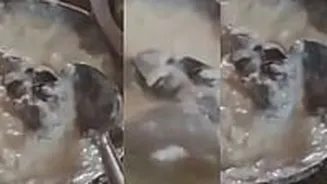 Uttar Pradesh Shocker: Customer Finds Dead Rat In Dahi Bhalla At Samrat Dhaba On Ghazipur–Varanasi Highway; Video