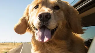 Pet Transport Should Be Safe, Reliable and Familiar Before an Emergency