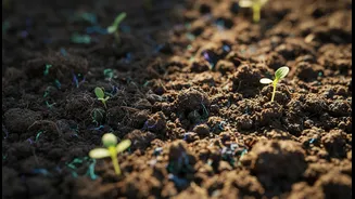 Scientists Turn To Soil Microbes For Farming Answers