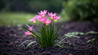 Rain Lilies Are The Ultimate Seasonal Plant Flex