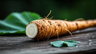 Unearthing Health: 5 Amazing Benefits of Nutritious Burdock Root