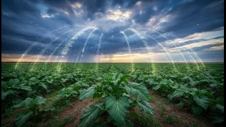 AI Weather Forecasting Could Make Climate Adaptation More Practical For Agriculture