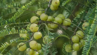 Amalaki Ekadashi Is Being Observed Today! Know Parana Timings Here