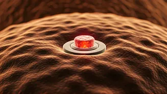 Unlocking Stronger Bones: Scientists Pinpoint Molecular Switch in Calorie-Burning Fat