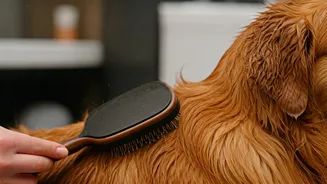Damp Fur Makes Grooming A Health Habit